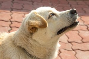 Est-ce que les chiens connaissent l'heure ? Oui, grâce à leur museau !