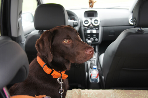 un labrador marron est en laisse à l'arrière d'une voiture