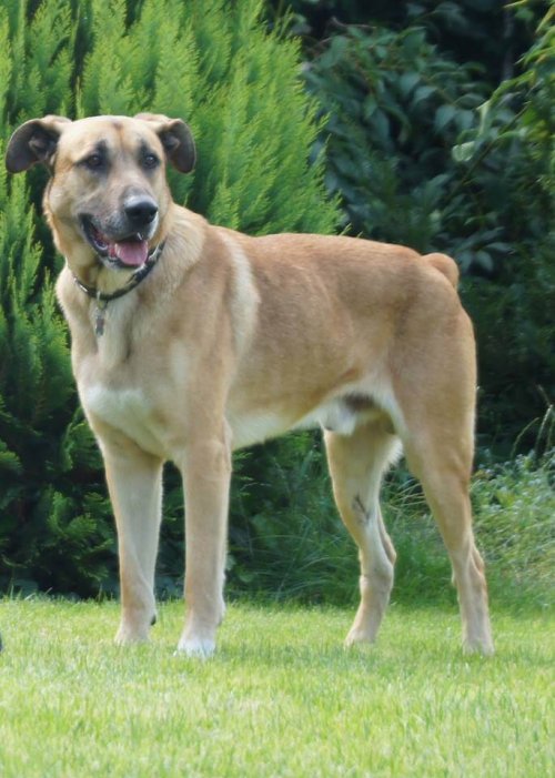 chien errant adopté