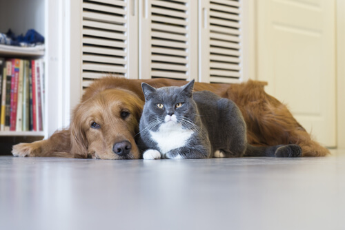 un chien et un chat