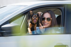 Comment éviter que votre animal soit malade en voiture