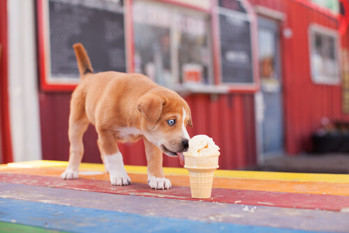 Un chiot mange une glace