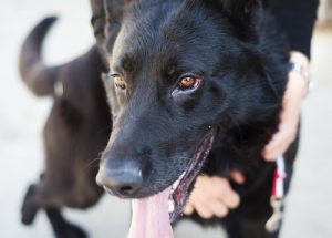 Le vieil homme qui a passé ses derniers jours à prendre soin des chiens