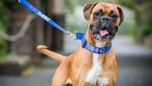 Le saviez-vous ? La couleur du collier peut renseigner sur le caractère de votre chien
