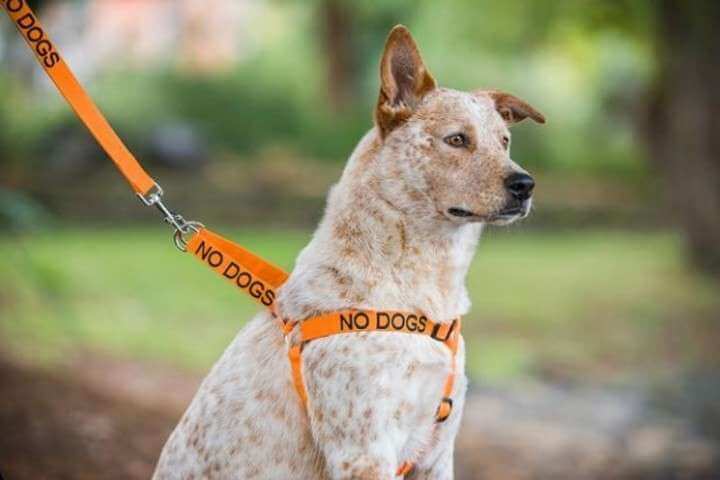 collier orange