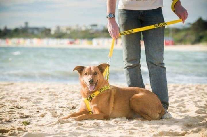 collier jaune