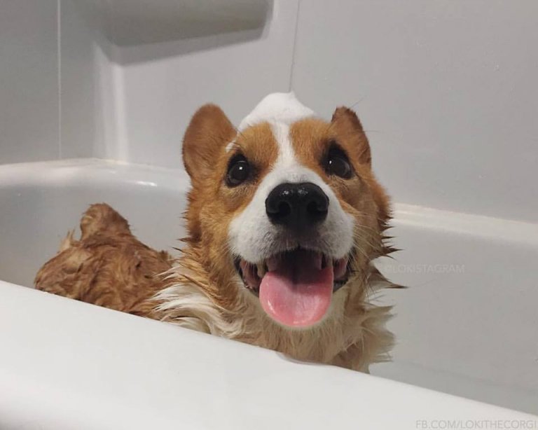 le Corgi Loki dans un bain