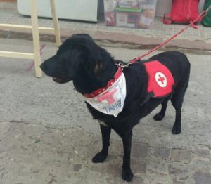 Un chien maltraité apporte une aide thérapeutique