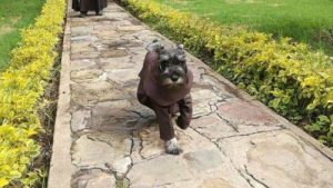 Découvrez l'histoire du chien moine