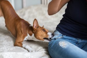Votre chien a essayé de vous mordre ? Causes et solutions