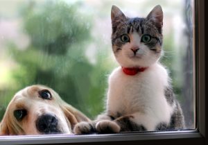 Chien ou chat ? Facebook vous analyse en fonction de votre animal