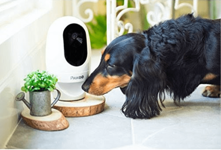 Un chien face à son appareil Acer