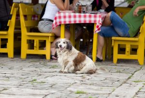 Que pouvez-vous faire avec votre chien ?