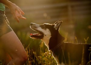 Chien de garde pour femmes maltraitées