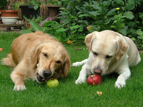 chiens végétariens