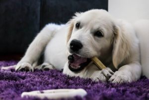 Les aliments qui soignent les dents de votre chien
