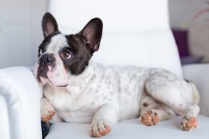 Comment les chiens voient-ils la télévision ?