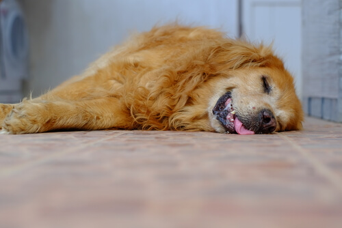 chien qui dort pronfondément