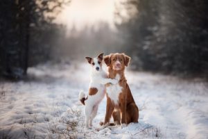 Attention ! Ne forcez jamais votre chien à marcher sur deux pattes