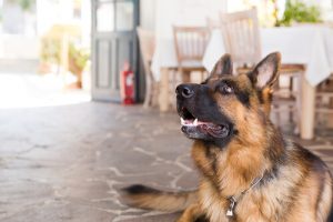 "Un chien trop humain", un documentaire impressionnant sur la protection animale