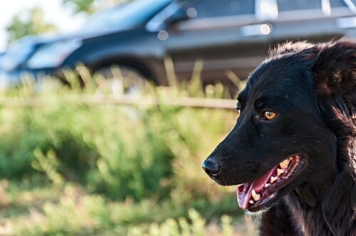 Un Border Collie sur une aire d'autoroute