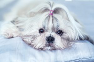 Races de chiens originaires de Chine