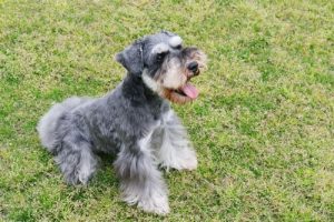 Chiens du groupe 2 : classification des races selon la FCI