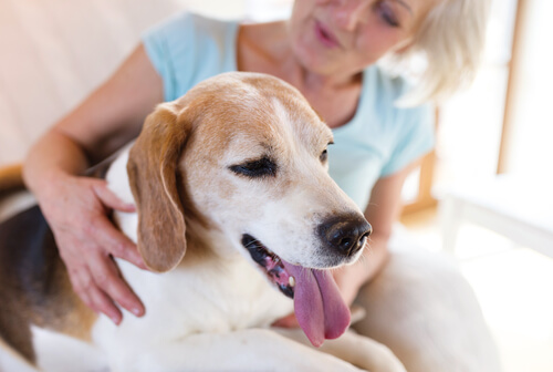 maitresse qui caresse son chien