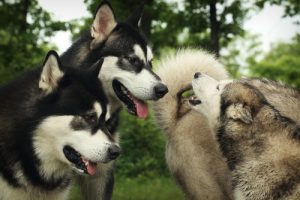 Communication entre les chiens : est-il vrai qu'ils se comprennent lorsqu'ils sont proches ?