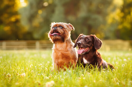 deux chiens dans l'herbe