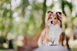 Les races de chiens les plus intelligentes