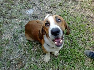 Les chiens qui détestent leurs maitres