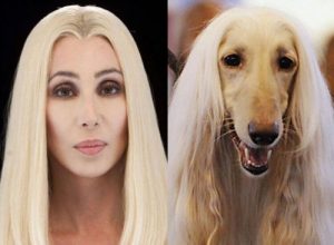 Les chiens ressemblent-ils à leurs maîtres ?