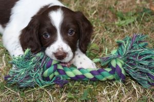 chiot mordillant un jouet