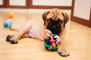 Prenez soin de votre chien quand vous n'êtes pas à la maison