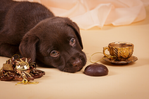 Un chiot labrador marron, avec du chocolat et une tasse de thé dorée