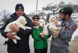 Trois chiots ont survécu dans un hôtel effondré en Italie