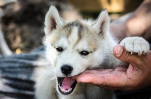 21 faits fascinants sur les chiens partie 1