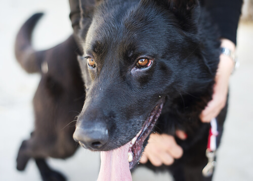 Chien tenu par son maître