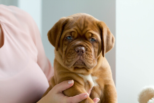 un chiot dogue de bordeaux