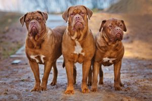 Le grand dogue de Bordeaux