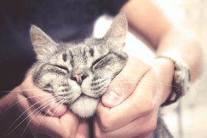 Comment être affectueux avec un chat ?