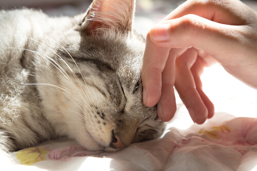 un chat allongé caressé
