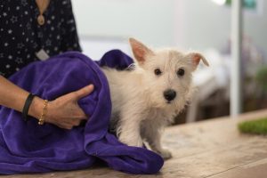 Comment éliminer les tiques de votre chien ?