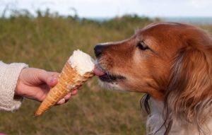 La glace maison pour chiens