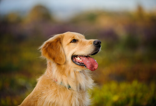 un golden retriever adulte