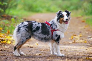 Collier ou harnais pour promener votre chien ?