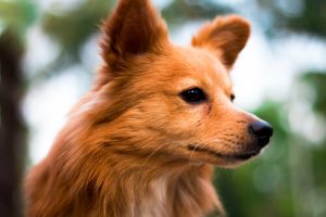 Les 6 premiers signes de l'horoscope canin