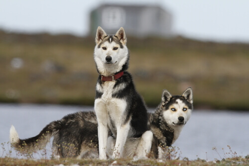 deux Husky sur la berge d'un fleuve