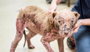 Une nouvelle chance pour Kooki, la chienne que personne ne voulait regarder